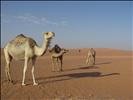 algeria camels 